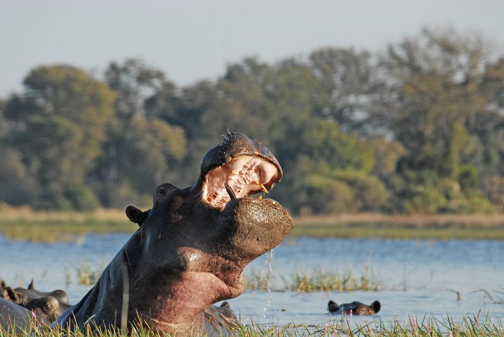 Divava Okavango Resort & Spa Bagani المظهر الخارجي الصورة